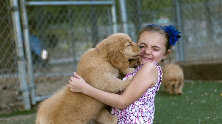 golden retriever puppy licks girl's face
